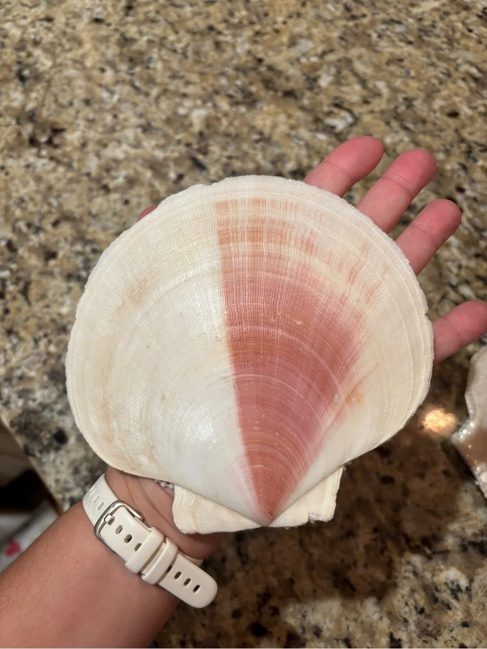 Handmade Seashell Jewelry Dish | Coastal Trinket Tray Decor - Picture 8 of 8
